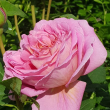 Picture of The Endeavour-Rose (6244)
