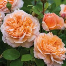 The Lady Gardener Std 80cm-Rose Picture of The Lady Gardener Std 80cm-Rose (12031)