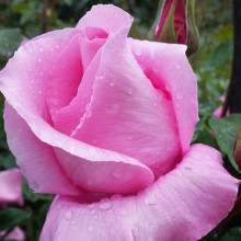 The McCartney Rose-Rose Picture of The McCartney Rose-Rose (5179)