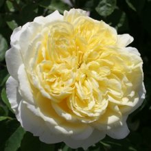 The Pilgrim-Rose Picture of The Pilgrim-Rose (5182)