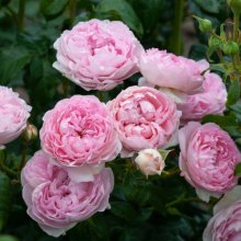 The Sarjeant Rose-Rose Picture of The Sarjeant Rose-Rose (30581)