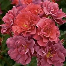 The Shire Std 45cm-Rose Picture of The Shire Std 45cm-Rose (29891)