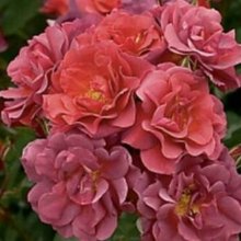 The Shire Std 80cm-Rose Picture of The Shire Std 80cm-Rose (8444)
