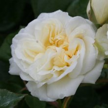 The Wedding Rose-Rose Picture of The Wedding Rose-Rose (5188)
