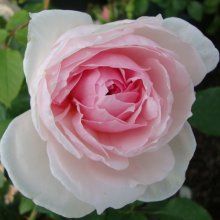 The Wedgewood Rose-Rose Picture of The Wedgewood Rose-Rose (7691)