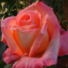 The World-Rose Picture of The World-Rose (5190)