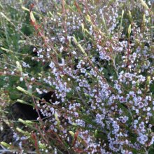 Thryptomene Gold Tips Picture of Thryptomene Gold Tips (29543)