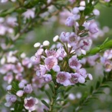 Thryptomene Paynes Hybrid Picture of Thryptomene Paynes Hybrid (10299)