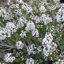 Thryptomene Saxicola White Picture of Thryptomene Saxicola White (29544)