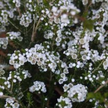 Thryptomene Super Nova Picture of Thryptomene Super Nova (6759)