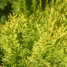 Thuja Aurea Nana Picture of Thuja Aurea Nana (5194)