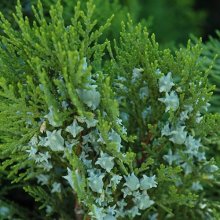 Thuja Blue Cone Picture of Thuja Blue Cone (28666)