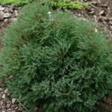 Thuja Ericoides Picture of Thuja Ericoides (9663)