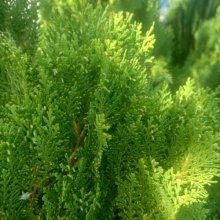 Thuja Green Cone Picture of Thuja Green Cone (5197)