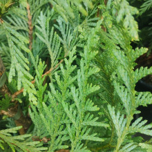 Picture of Thuja Green Giant (31130)