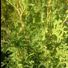 Thuja Occidentalis Fastigiata Picture of Thuja Occidentalis Fastigiata (30644)