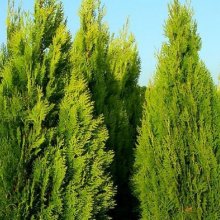 Thuja Pyramidalis Picture of Thuja Pyramidalis (5199)