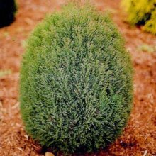 Thuja Rosedalis Picture of Thuja Rosedalis (9677)