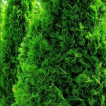 Thuja Smaragd Picture of Thuja Smaragd (5200)