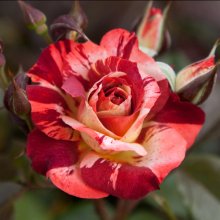 Thunderstruck-Rose Picture of Thunderstruck-Rose (29923)