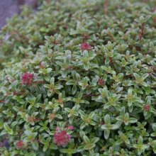Thymus Coccineus Picture of Thymus Coccineus (6063)