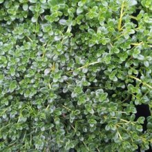 Thymus Emerald Carpet Picture of Thymus Emerald Carpet (5206)