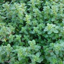 Thymus Lemon Picture of Thymus Lemon (8991)