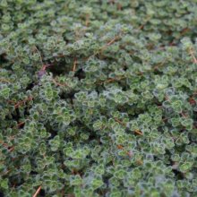 Thymus Pseudolanuginosus Picture of Thymus Pseudolanuginosus (6056)