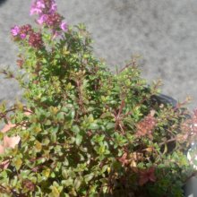 Thymus Ruby Carpet Picture of Thymus Ruby Carpet (11671)