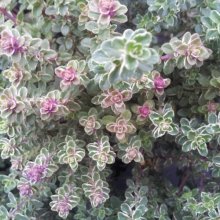Thymus Silver Queen Picture of Thymus Silver Queen (8126)