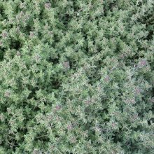 Thymus Silver Picture of Thymus Silver (9110)