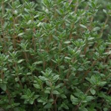 Thymus Vulgaris Picture of Thymus Vulgaris (7192)