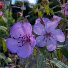 Tibouchina Blue Moon Picture of Tibouchina Blue Moon (8529)