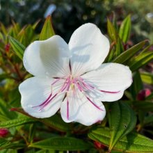 Tibouchina Peace Baby Picture of Tibouchina Peace Baby (29267)