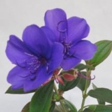 Tibouchina Purple Moon Picture of Tibouchina Purple Moon (28876)