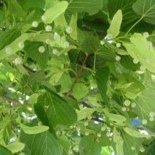 Tilia Europea Picture of Tilia Europea (5214)