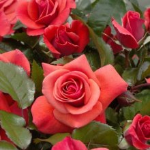 Top Shelf-Rose Picture of Top Shelf-Rose (6263)
