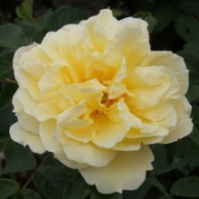 Picture of Topaz Jewel-Rose (5267)