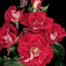 Topsy Turvy-Rose Picture of Topsy Turvy-Rose (7035)
