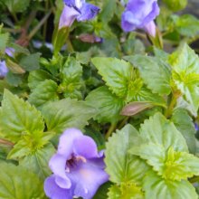 Torenia Blue Moon Picture of Torenia Blue Moon (30482)