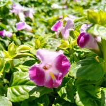 Torenia Pink Moon Picture of Torenia Pink Moon (30483)