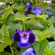 Torenia Purple Moon Picture of Torenia Purple Moon (30484)