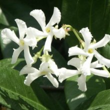 Trachelospermum Jasminoides Coned Picture of Trachelospermum Jasminoides Coned (12167)