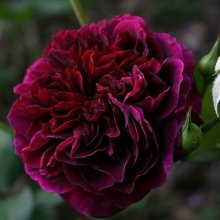 Tradescant-Rose Picture of Tradescant-Rose (5276)