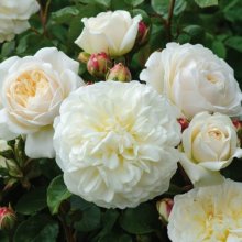 Tranquility-Rose Picture of Tranquility-Rose (10800)