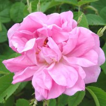 Picture of Trigintipetala-Rose (5282)