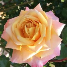 Tropical Essence Clg-Rose Picture of Tropical Essence Clg-Rose (11822)