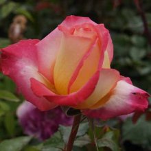 Tropical Skies-Rose Picture of Tropical Skies-Rose (5287)
