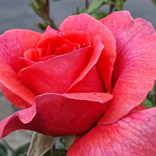 Truly Special Std 45cm-Rose Picture of Truly Special Std 45cm-Rose (29025)