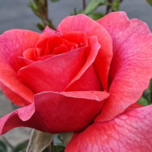 Truly Special Std 80cm-Rose Picture of Truly Special Std 80cm-Rose (12050)